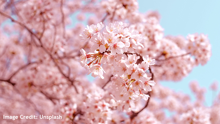 A picture zoomed on pink cherry blossoms